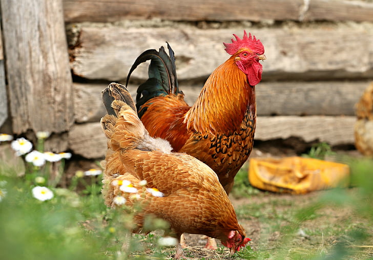 cock, chicken, village, yard, family, bird, home
