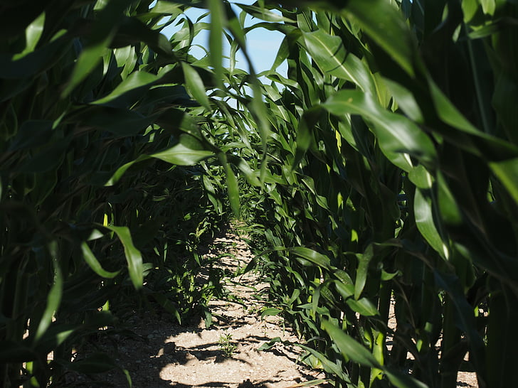 Niva, kukurūzų auginimo, žemės ūkis, kukurūzų lapai, kukurūzų, žalia, lauko