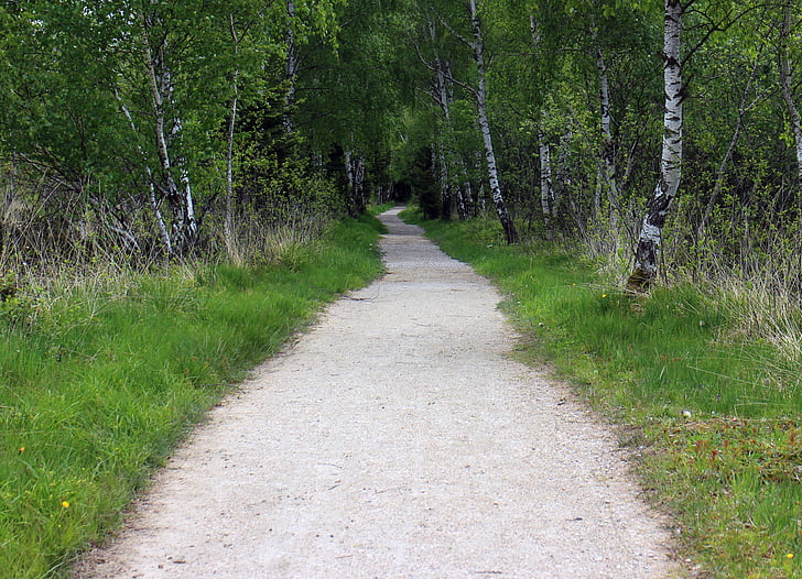 distanza, percorso di foresta, sentiero, betulla, Avenue