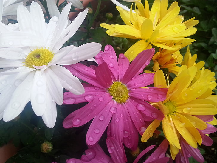 flowers, colorful, raindrop, drip, nature, flower, petal
