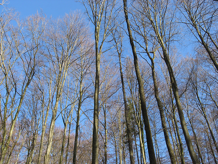 деревья, лес, небо, Хайденхайм-Германия, Германия, пейзаж, облака