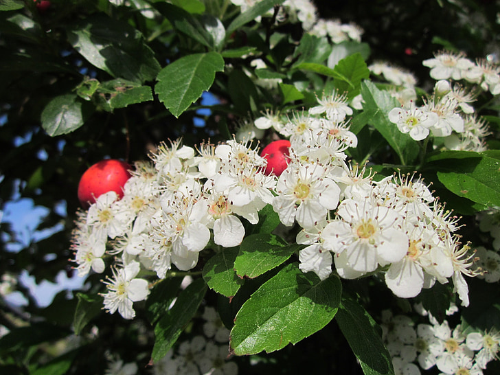 Crataegus, alıç, thornapple, Mayıs ağacı, Whitethorn, hawberry, ağaç