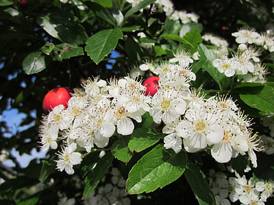 山楂, 山楂, thornapple, 5月树, whitethorn, hawberry, 树