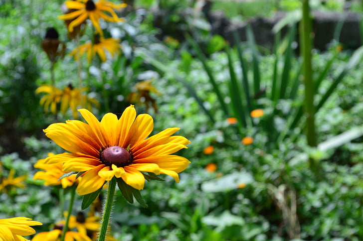 bunga, Daisy, gambar, Lapangan hijau, Cantik, bunga, alam