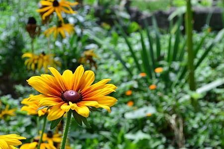 花, デイジー, 写真, グリーン フィールド, 美しい, 花, 自然