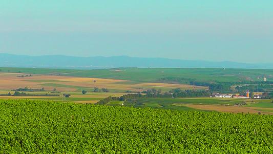 Rheinhessen, pemandangan, hijau, alam, kebun anggur, desa, winegrowing