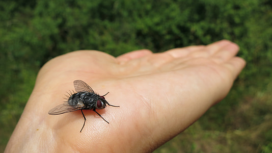 fly, insect, hand, bug, animal, wildlife, meadow