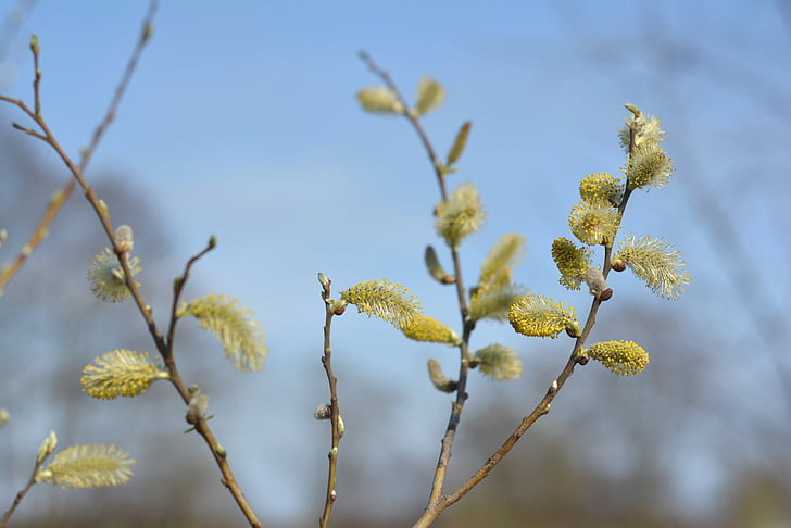 grunden för, Willow, våren, baserat willow, naturen, äng