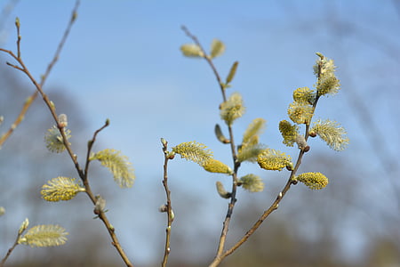 the basis of, willow, spring, based willow, nature, meadow
