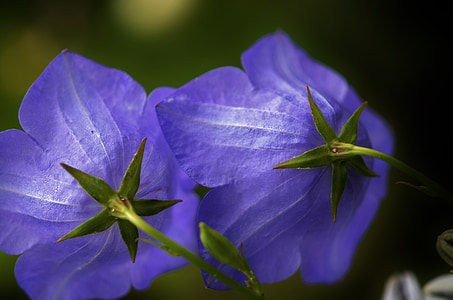 μπλε, πράσινο, λουλούδι, φύση, floral, φυτό, φυσικό