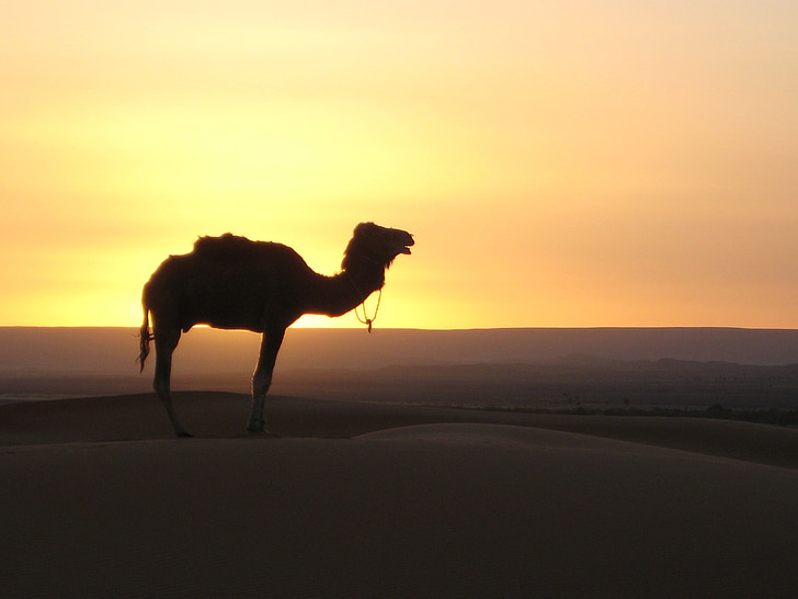 dykuma, kupranugaris, Marokas, smėlio kopa, Taro dykuma, Saulėlydis, Arabija