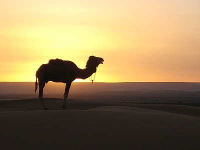 sivatag, teve, Marokkó, homok dűne, Thar-sivatag, naplemente, Arábia