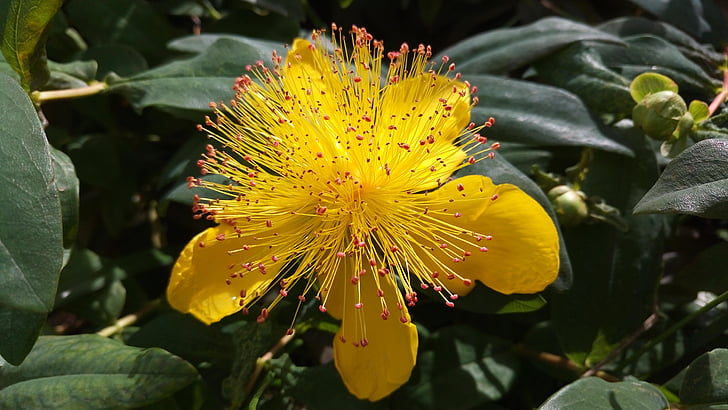 flowers, yellow, nature, petals, summer, close up