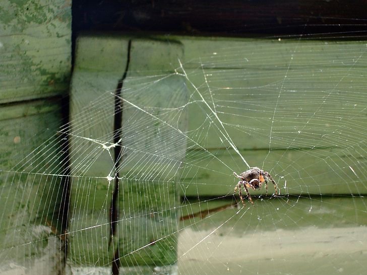 edderkoppspinn, edderkopp, Web