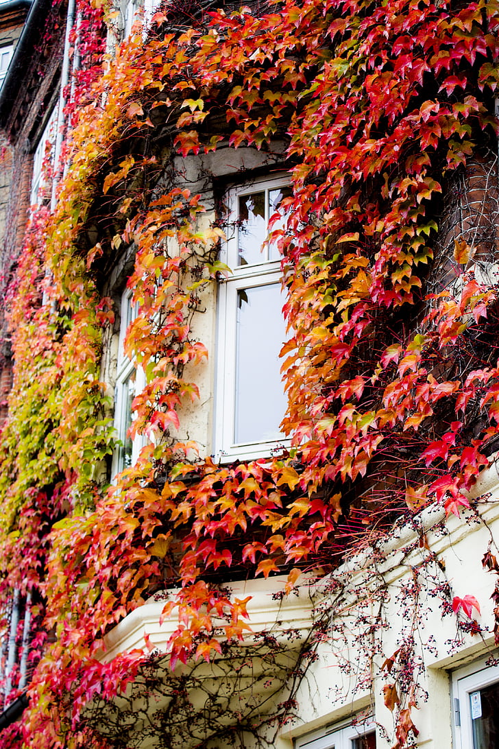 cửa sổ, mùa thu, lá, tán lá, màu sắc