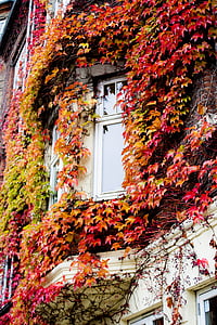 Fenster, Herbst, Blätter, Laub, Farbe