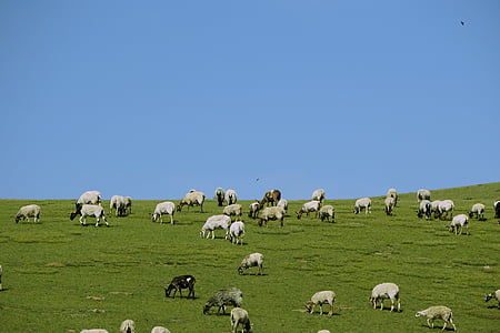 Prairie, le troupeau, été, marine marchande, Ranch, chèvre