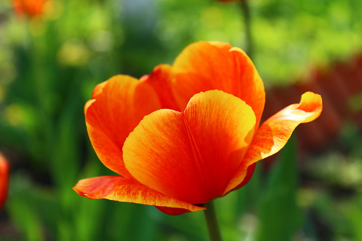 Tulip, le 9 mai, fête de la victoire, vacances, fleurs, rouge, 9maâ