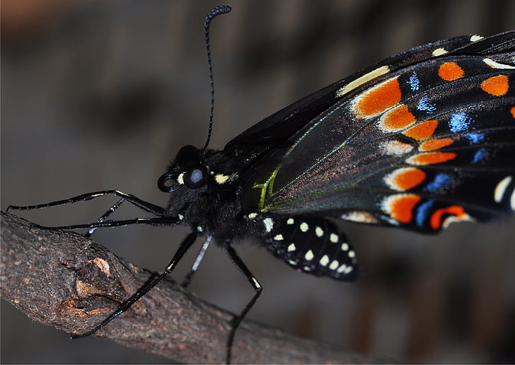 Motyl, makro, owad, Natura, swallowtail, błąd, skrzydło