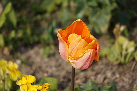 ziedi, tulpe, Flora, Pavasaris, daba, tulpju pavasara, oranža