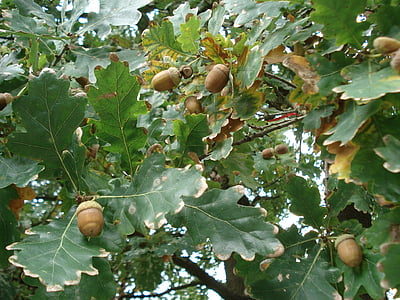 дуб, Дубовые листья, жёлуди, листья, питание, Природа, фрукты