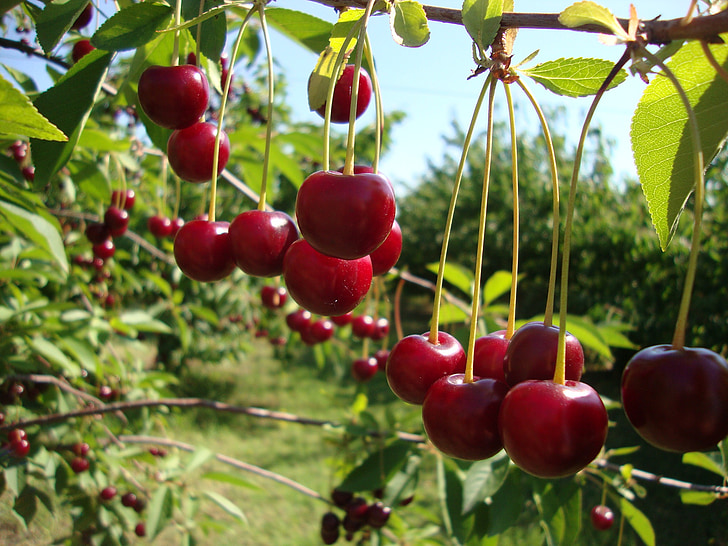 Cherry, frukter, röd, frukt