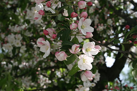 tavaszi, Blossom, Bloom, virág, fehér, természet, fióktelep