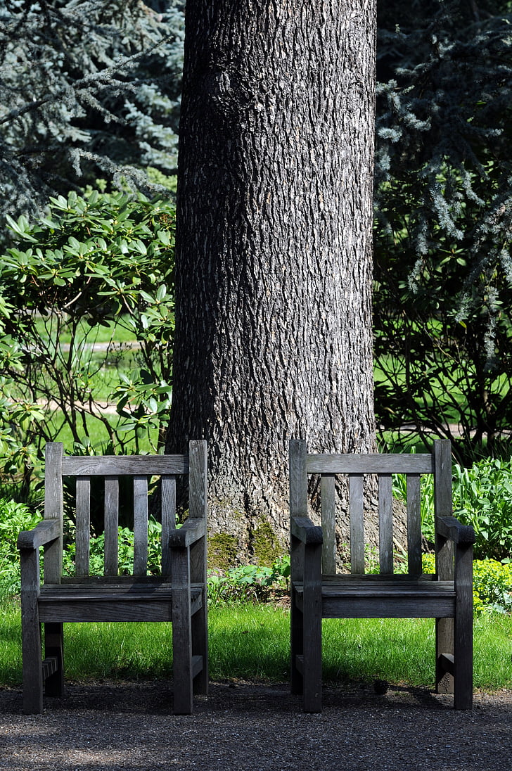 Albert kahn trädgård, japansk trädgård, Boulogne-Billancourt, naturen, bänk, träd