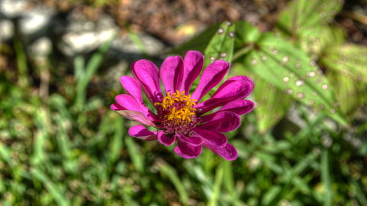 bunga, Fuchsia, Flora