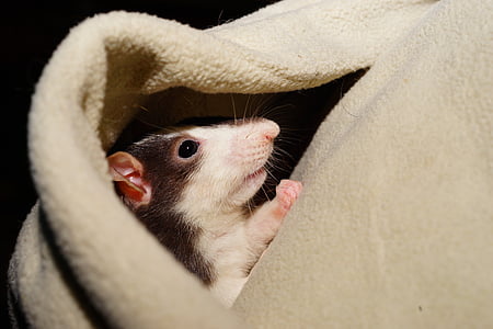 rat, comfortable, cuddly, kaputze, head, color rat, view