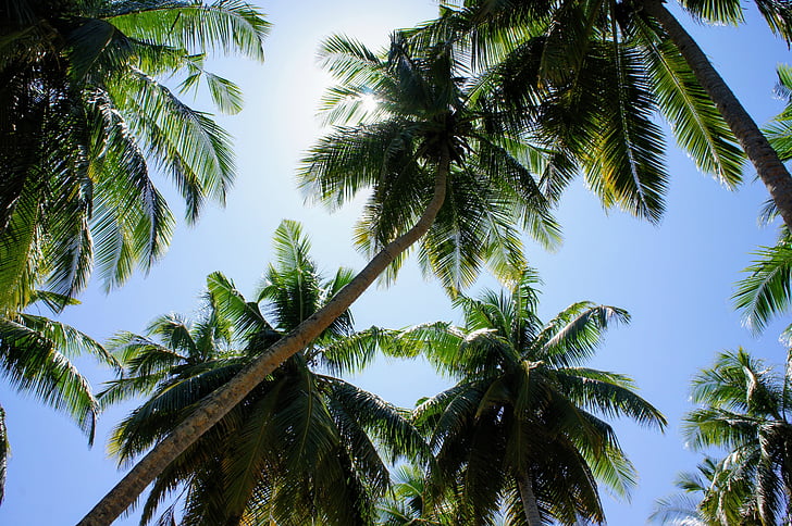 palm trees, blue sky, sky, green, clouds, partly cloudy, exotic