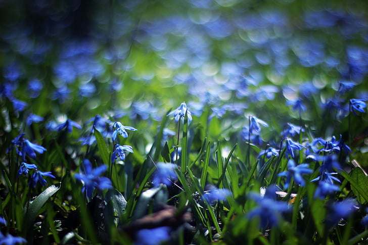 blue, petal, flower, bokeh, plant, outdoor, nature