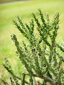 cactus, agulles, pics, planta, sequera, verd, fullatge