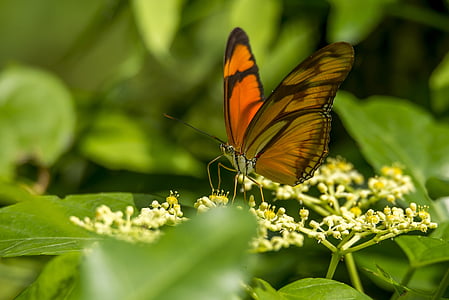 vlinder, insect, larve, natuur, vleugels, beelden van het publieke domein, vlinder - insecten