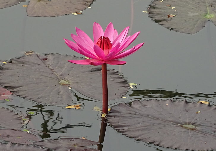 lily, flower, red water lily, lal shapla, lal kamal, raktakamal, nilofar