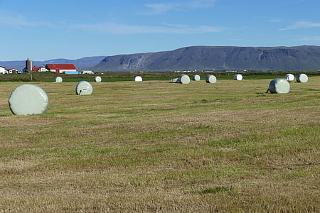 Island, landskab, natur, bjerge, landbrug, høst, hø