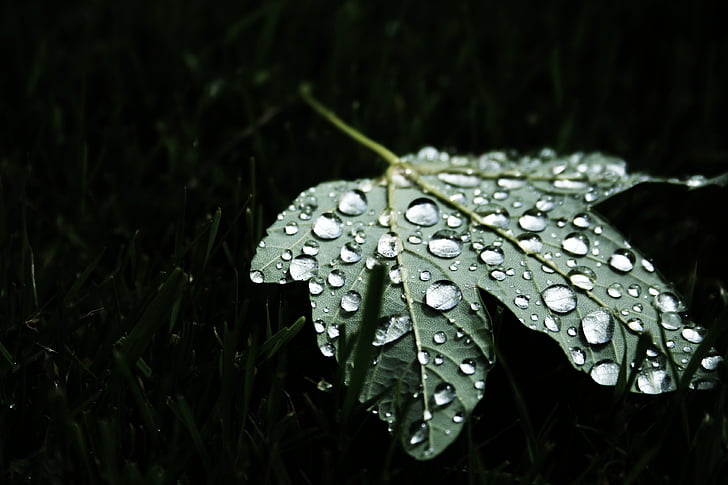 green, palmate, tree, water, droplets, leaf, dew