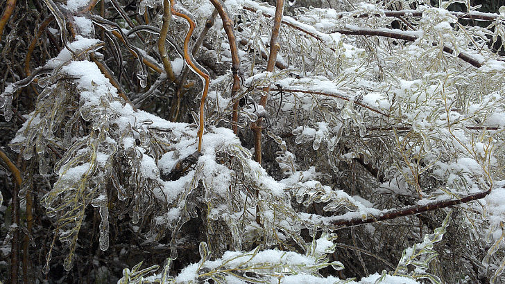 tree, snow, frozen