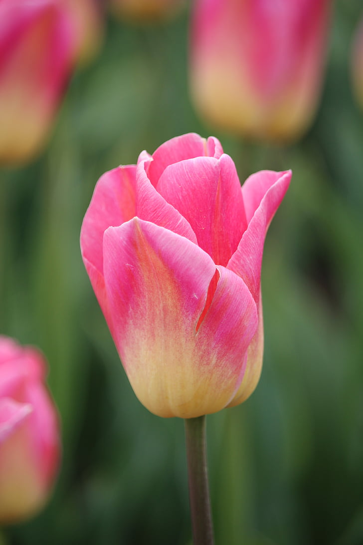 llesca de vainilla, Tulipa, Països Baixos