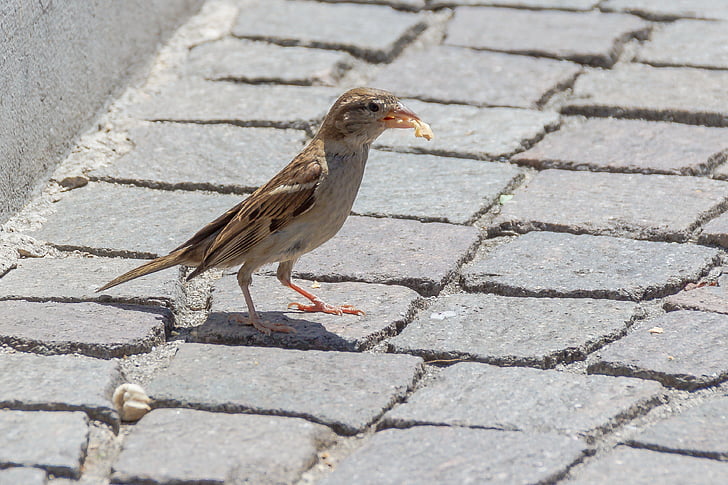 oiseau, Sparrow, recherche de nourriture, Sperling, oiseaux, Songbird, alimentaire