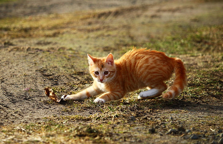 котка, коте, червено тигрово таби, червена котка, игра, листа, трева