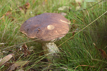 boletus, mushroom, nature, grass