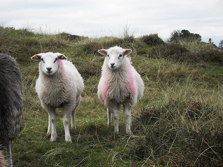 sheep, north sea, wool, funny, fur, denmark, passover