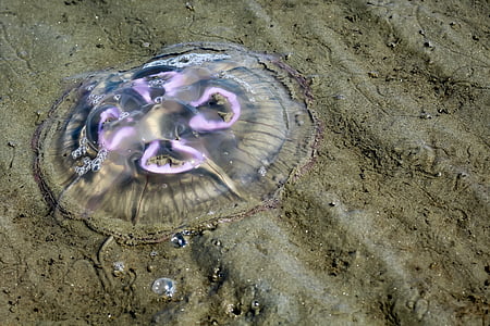 medusas, Mar del norte, Playa, moluscos, Playa de la arena, arena, Medusa de agua salada