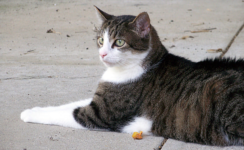 cat, feline, kitty, sidewalk, lying, outside, domestic