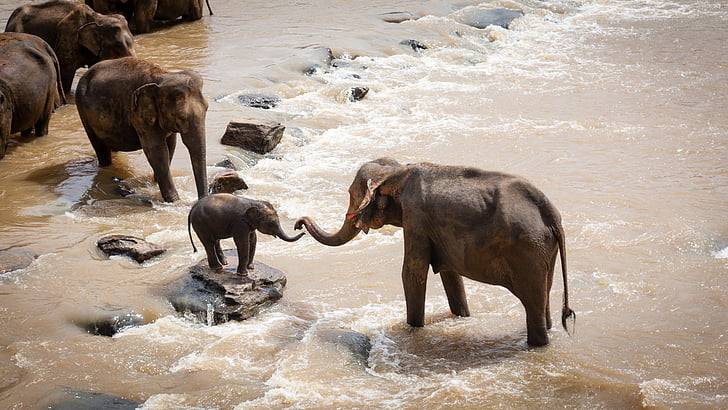 elefantes, grupo familiar, Río, flora y fauna, naturaleza, mamíferos, salvaje