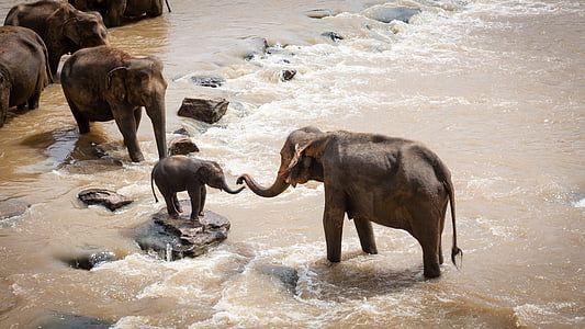 sloni, družinski skupini, reka, prosto živeče živali, narave, sesalec, divje