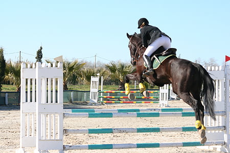 cheval, saut d’obstacles, noir, équitation aux Jeux, cheval de saut d’obstacles