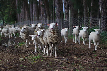 moutons, agneau, animal, troupeau, faune, sol, en plein air