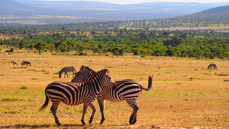 Kenya, Afrika, vilda, naturen, Safari, vilda djur, djur